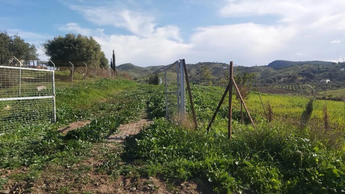 Terreno en venta en Almogía, Malaga photo 5