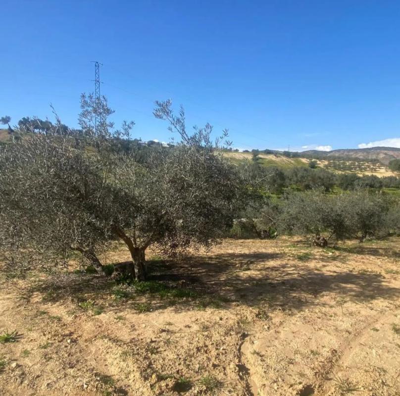 Terreno en venta en Alhaurín el Grande, Malaga photo 3