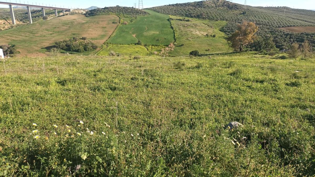 Land for sale in Alora, Malaga photo 4