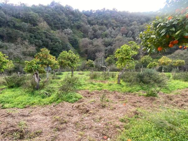 Terreno en camino Elisabeth Burca s/n photo 4