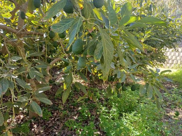 Terreno en Iznate photo 1