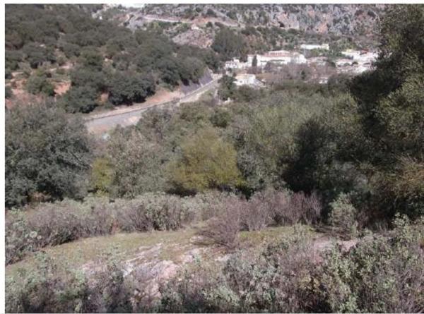 Terreno en Benaojan photo