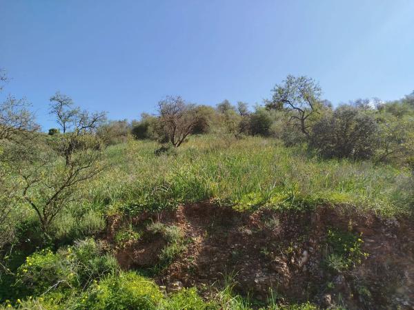 Terreno en finca la parra y la victoria s/n photo 1
