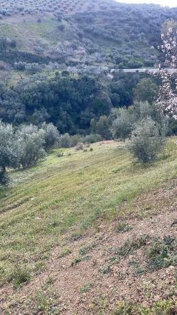 Terreno en A-356 photo 4