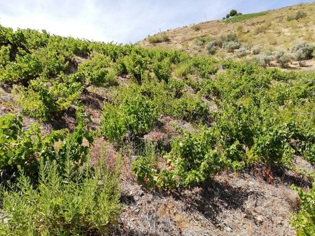 Terreno en venta en Moclinejo, Malaga photo 3