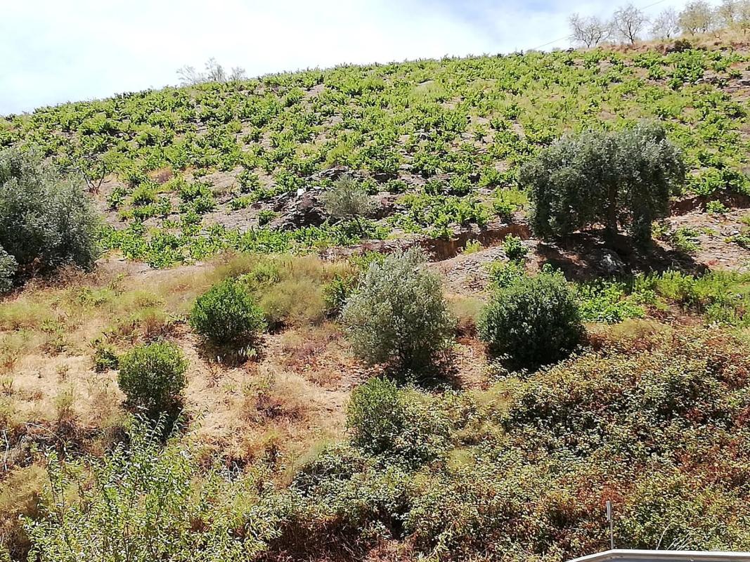 Terreno en venta en Moclinejo, Malaga photo 4