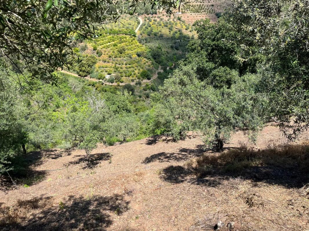 Terreno en venta en Tolox, Malaga photo 2