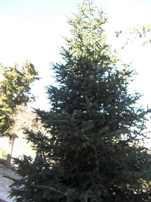 Участок земли на продажу в Ронда, Малага photo 1
