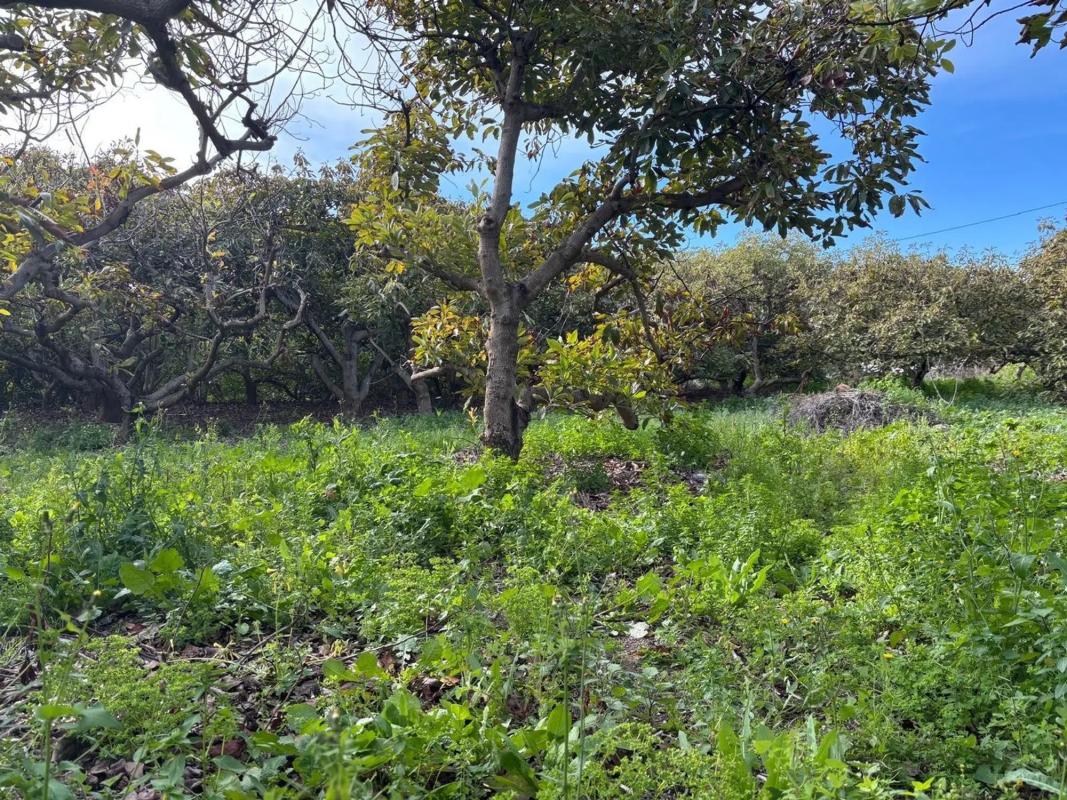 Terreno en venta en Alhaurín el Grande, Malaga photo 2