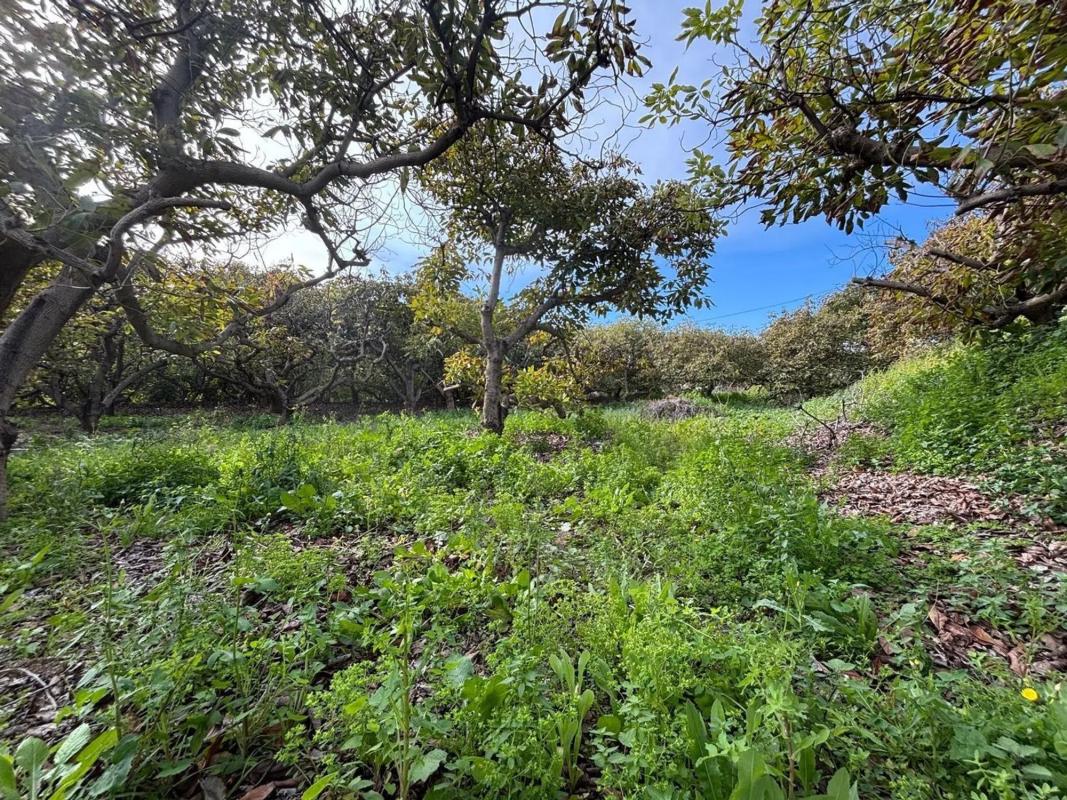 Terreno en venta en Alhaurín el Grande, Malaga photo 4