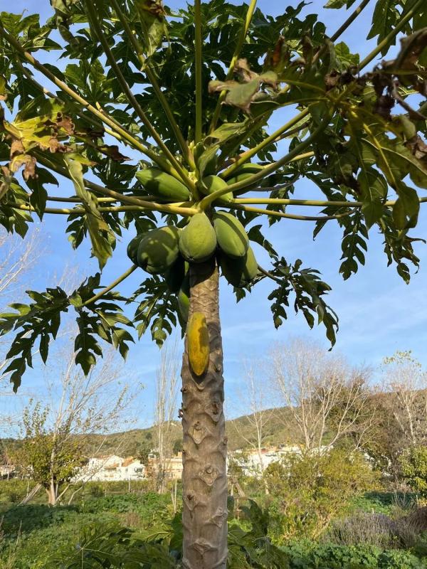 Участок земли на продажу в Малага, Малага photo 1