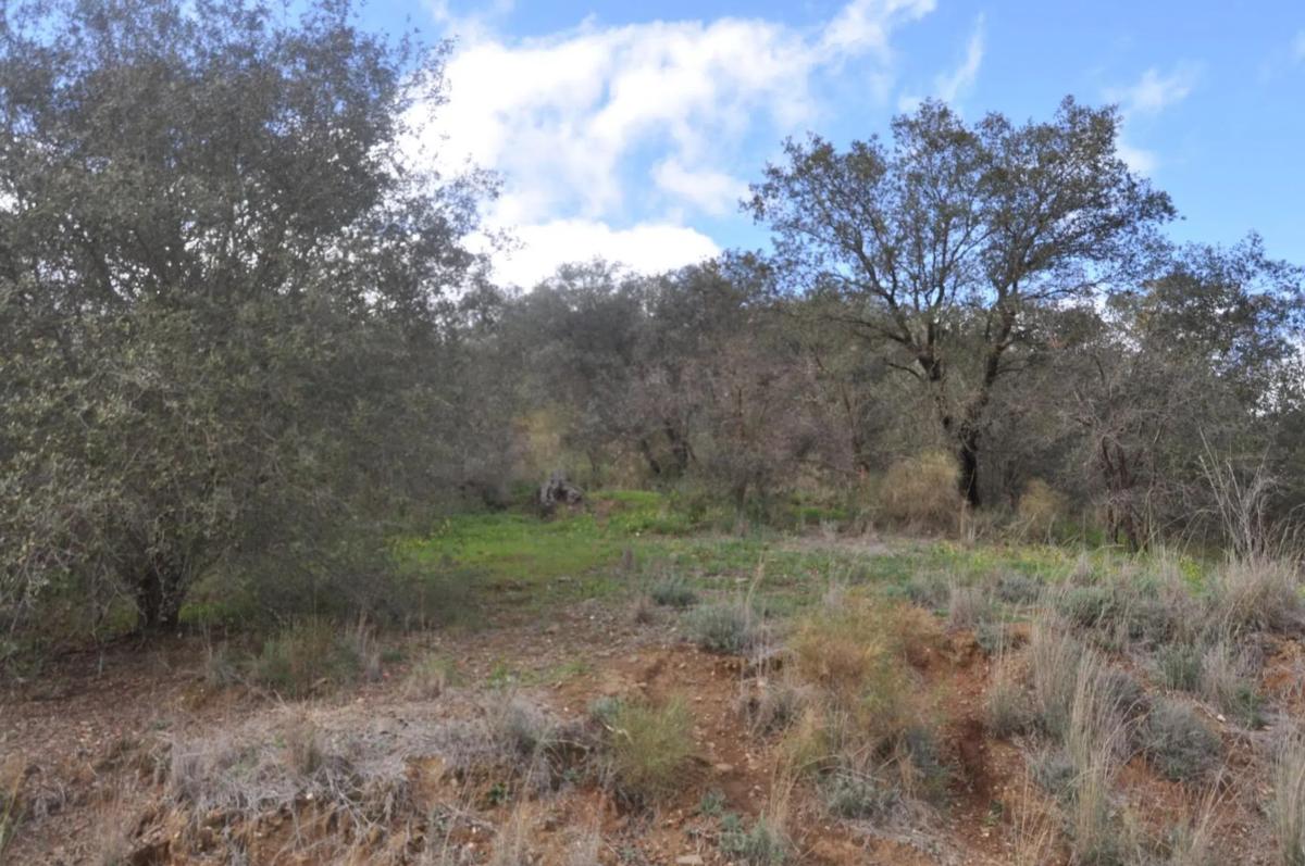 Land for sale in Alhaurín el Grande, Malaga photo 3