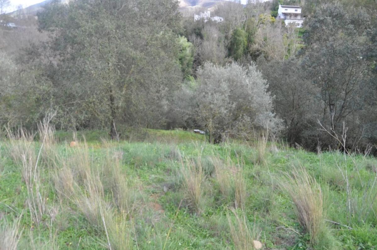 Land for sale in Alhaurín el Grande, Malaga photo 5