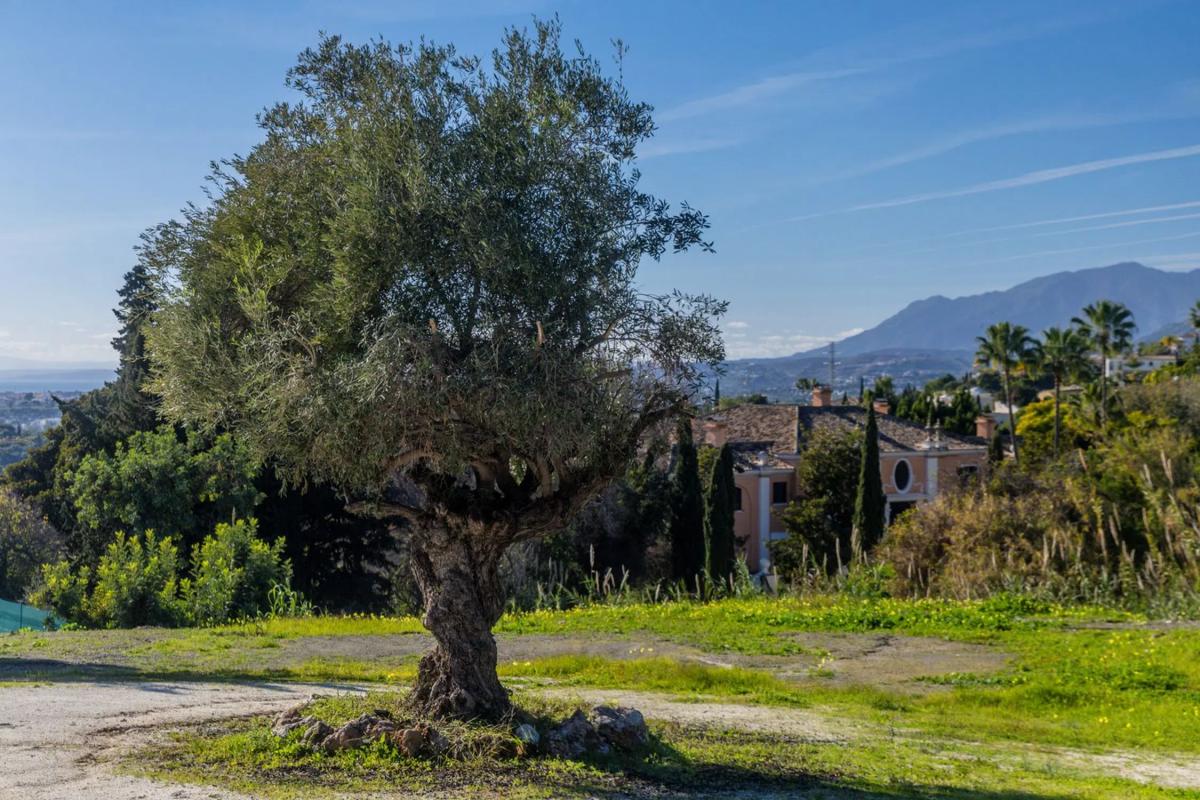 Terreno en venta en Marbella, Malaga photo 4