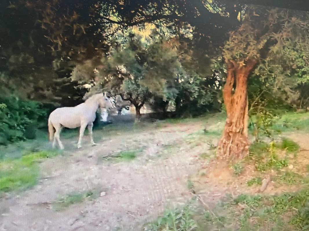 Działka na sprzedaż w Alhaurín el Grande, Malaga photo 4