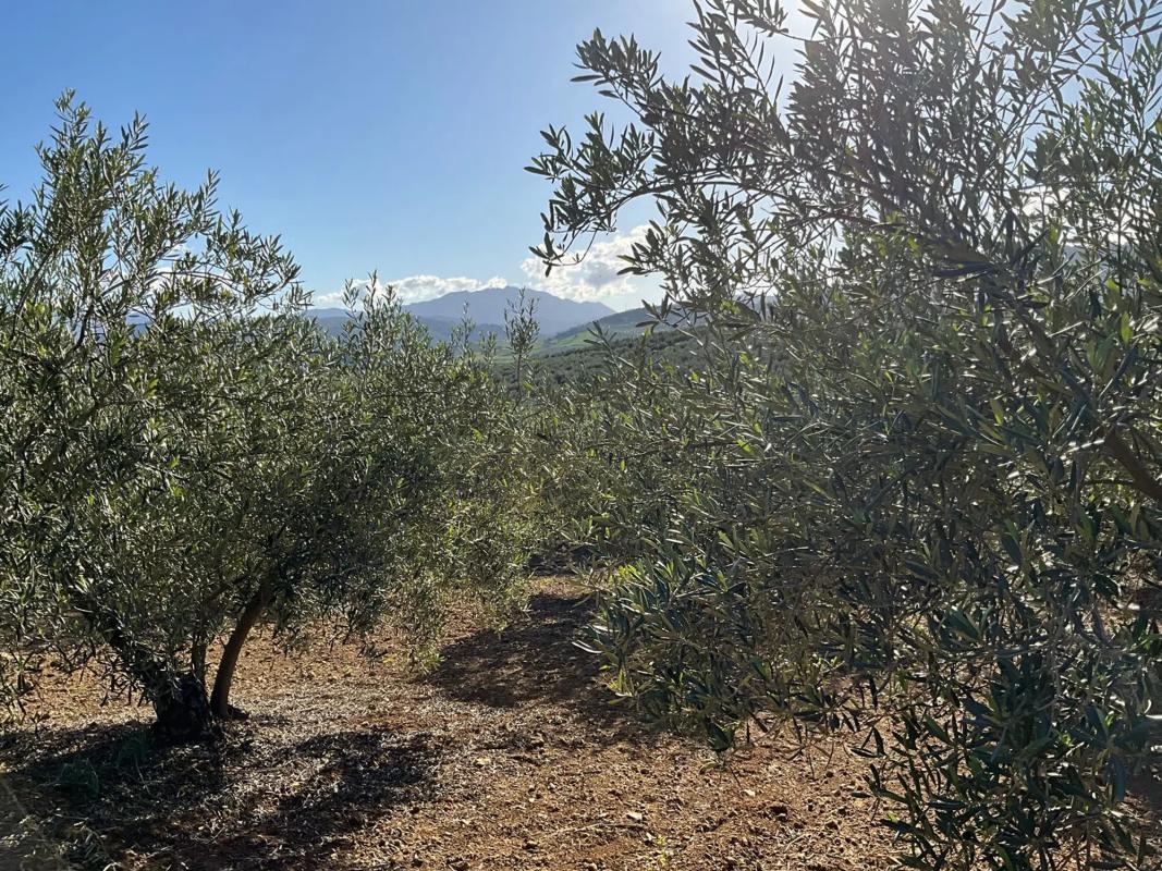 Terreno en venta en Coin, Malaga photo 3