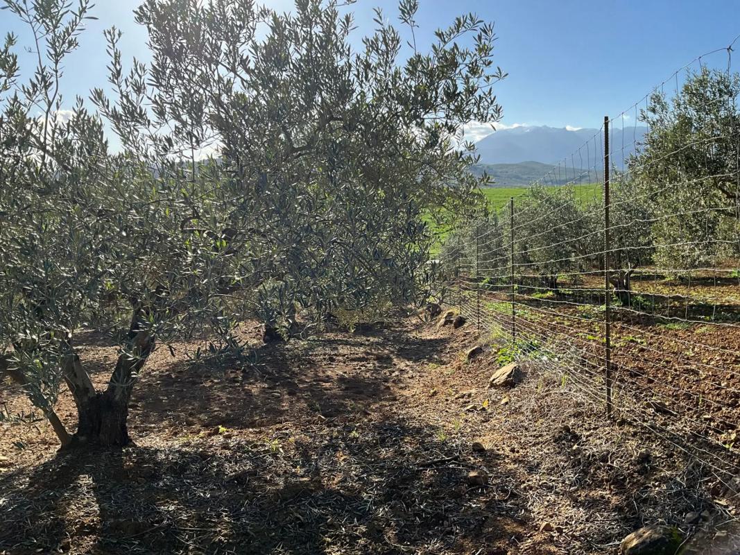 Terreno en venta en Coin, Malaga photo 5