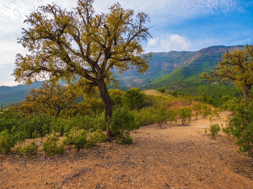 Terreno en venta en Benahavís, Malaga photo 3