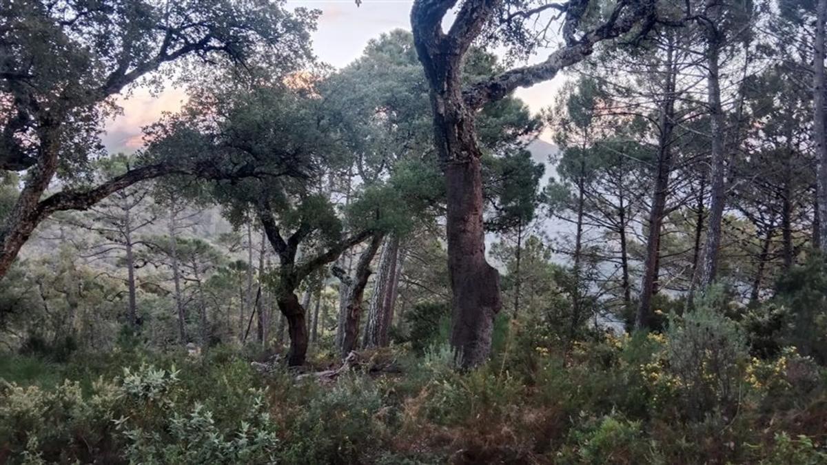Terreno en venta en Gaucin, Malaga photo 3