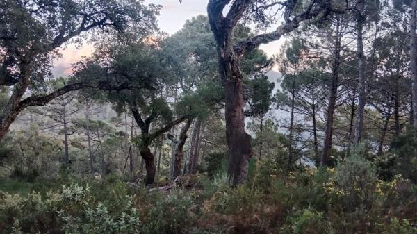 Terreno en calle Jacobo Real, 18 thumbnail 2