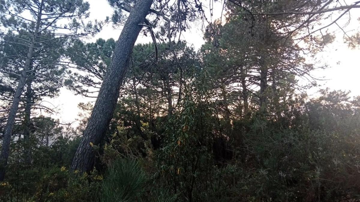 Terreno en venta en Gaucin, Malaga photo 4
