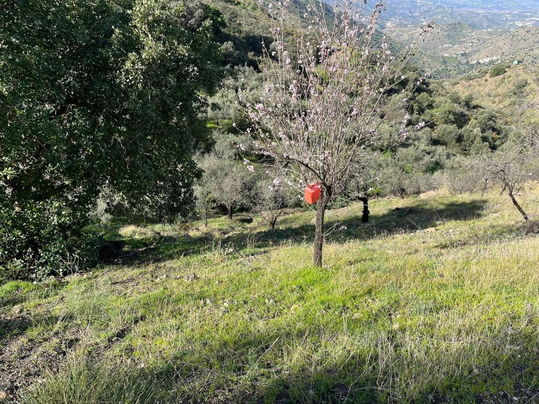 Terreno en venta en Vélez-Malaga, Malaga photo 5