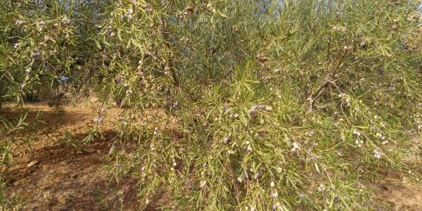Terreno en Frailes, 28 poligonoparcela thumbnail 1