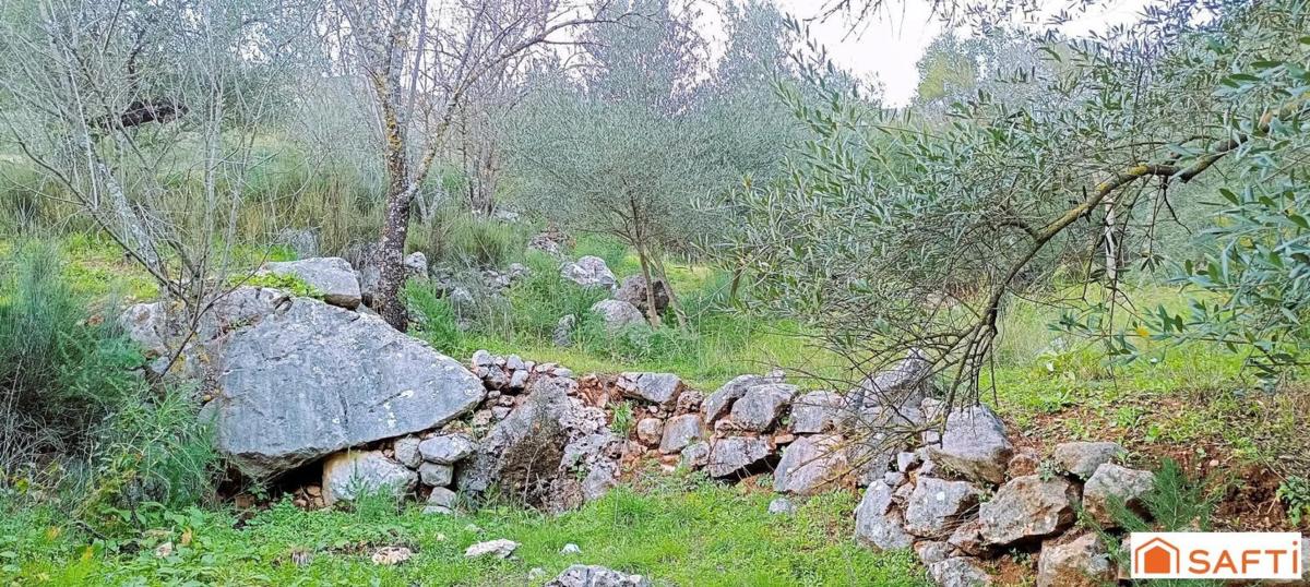 Terreno en venta en Benaojan, Malaga photo 5