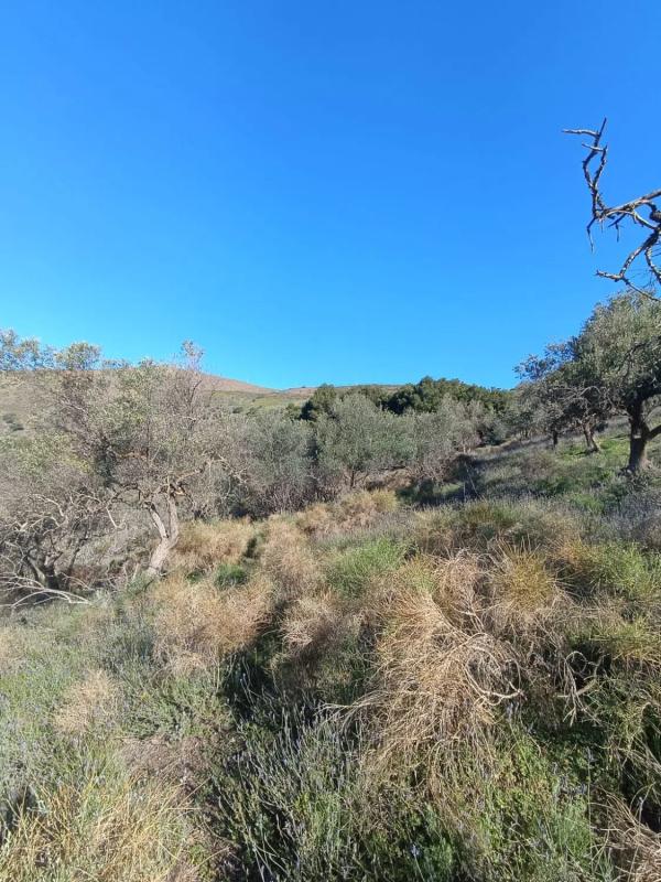 Terreno en venta en Moclinejo, Malaga photo 1