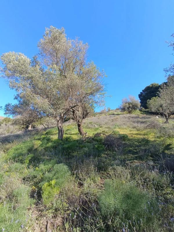 Terreno en venta en Moclinejo, Malaga photo 3