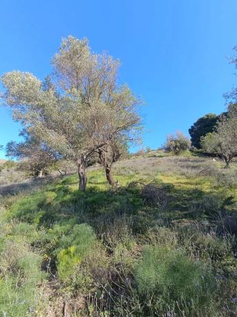 Terreno en carretera Almachar, km 3 thumbnail 2