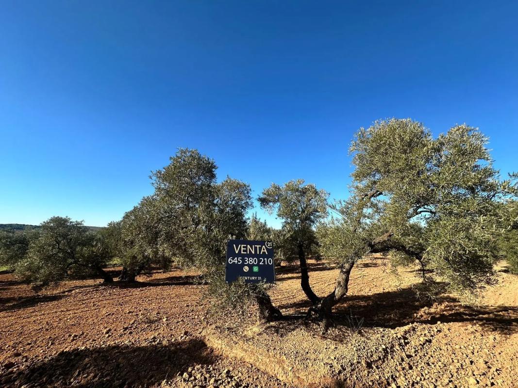 Terreno en venta en Fuente de Piedra, Malaga photo 1