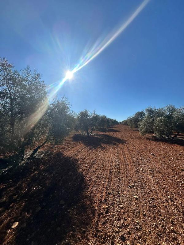 Terreno en venta en Fuente de Piedra, Malaga photo 2