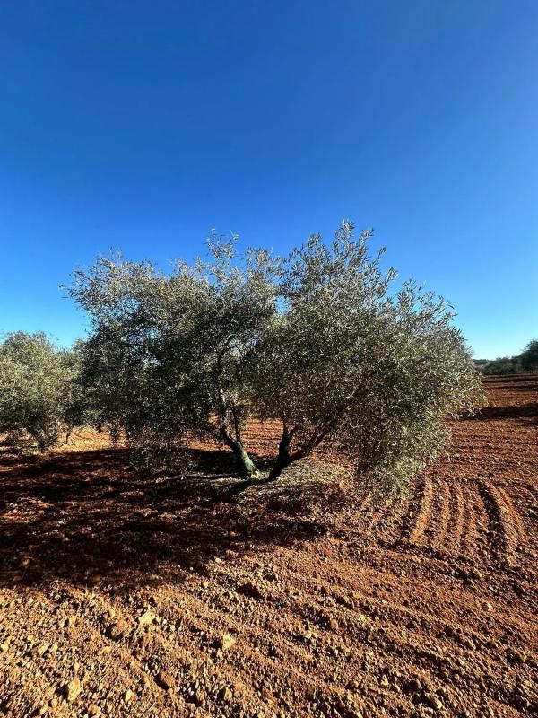Terreno en venta en Fuente de Piedra, Malaga photo 3