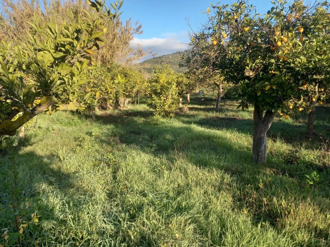Land for sale in Guaro, Malaga photo 3