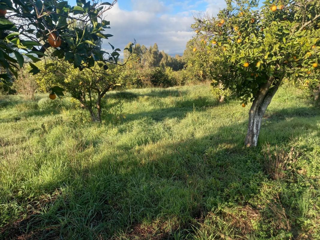 Land for sale in Guaro, Malaga photo 4
