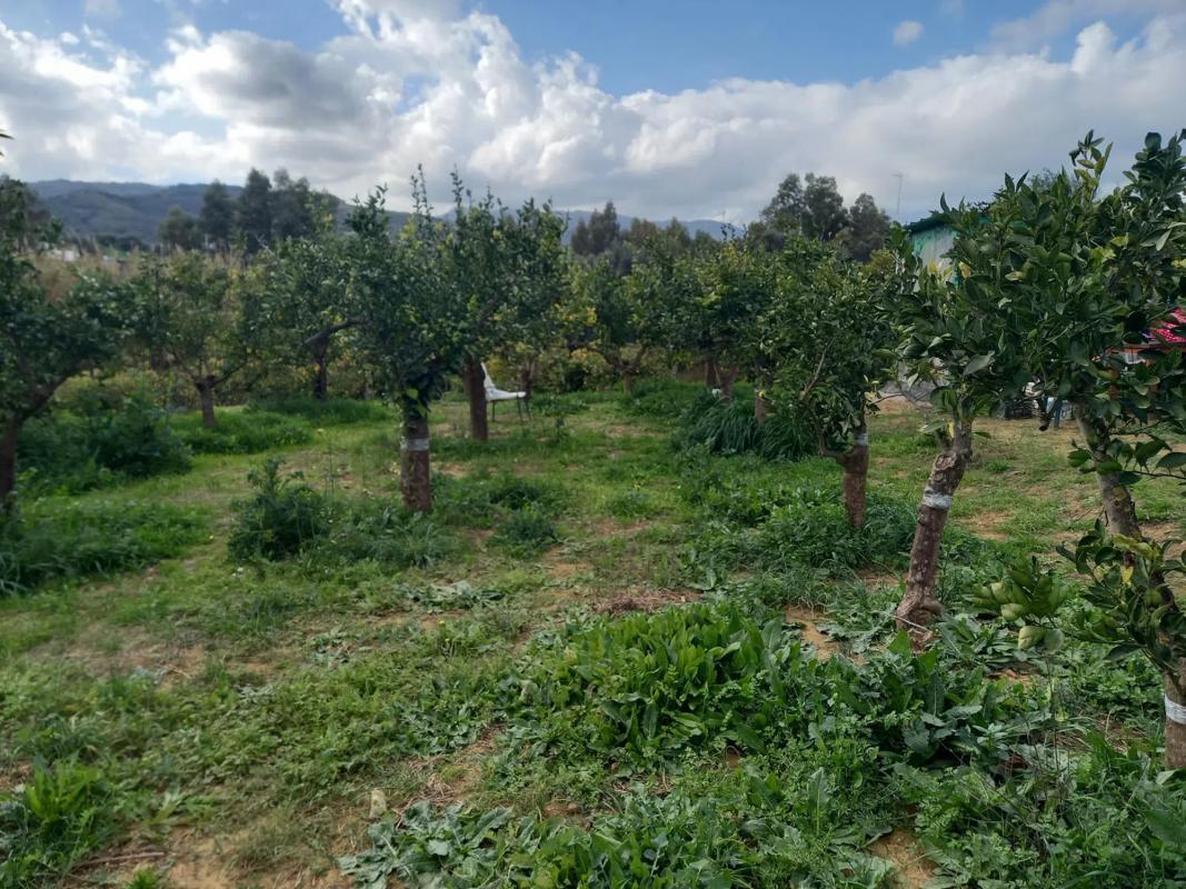Land for sale in Guaro, Malaga photo 5