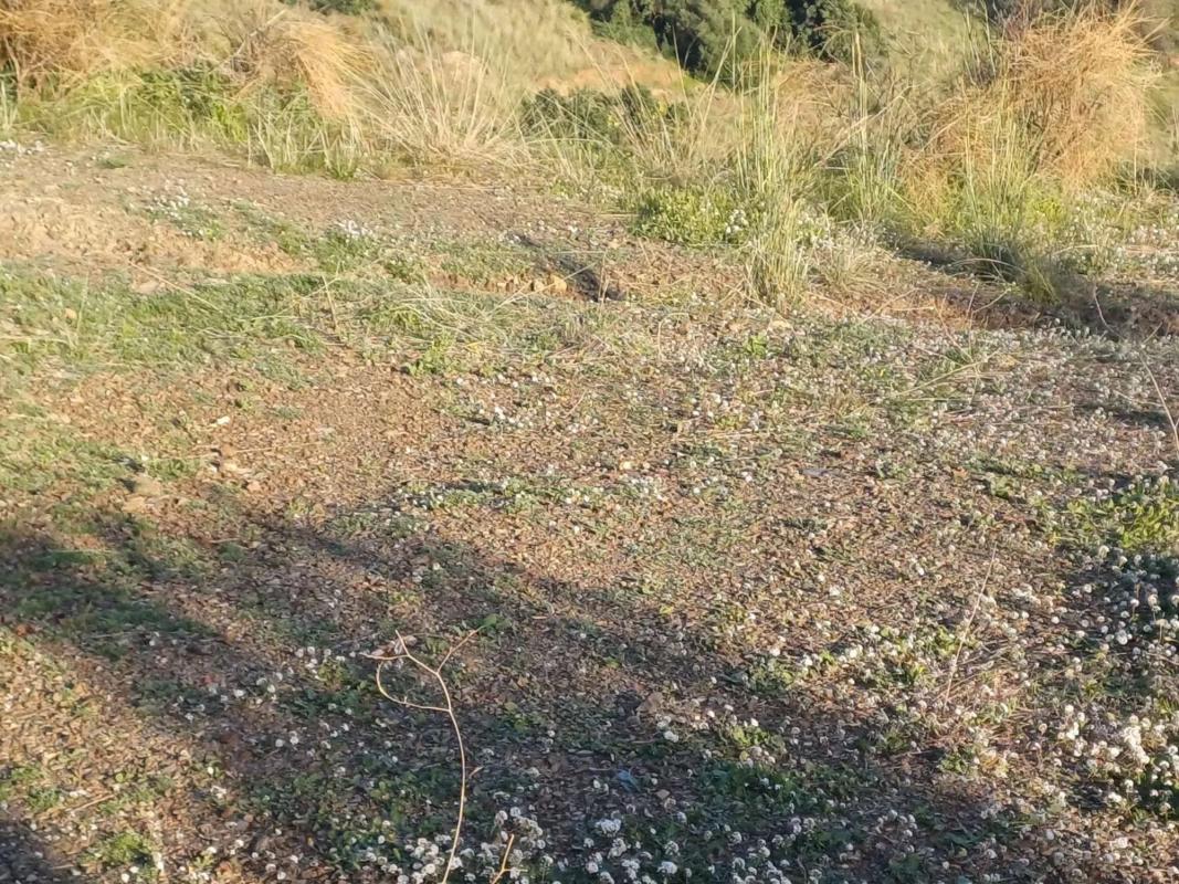 Участок земли на продажу в Алмачар, Малага photo 4
