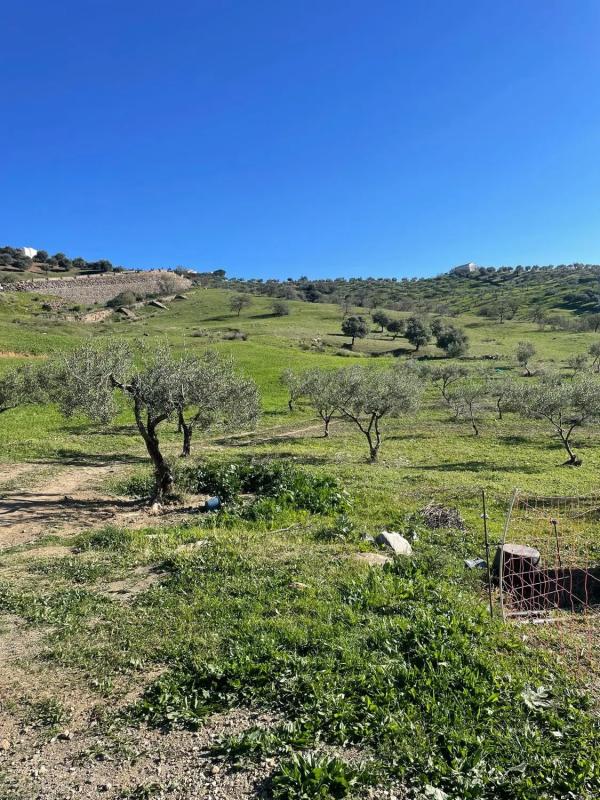 Terreno en venta en Alozaina, Malaga photo 3