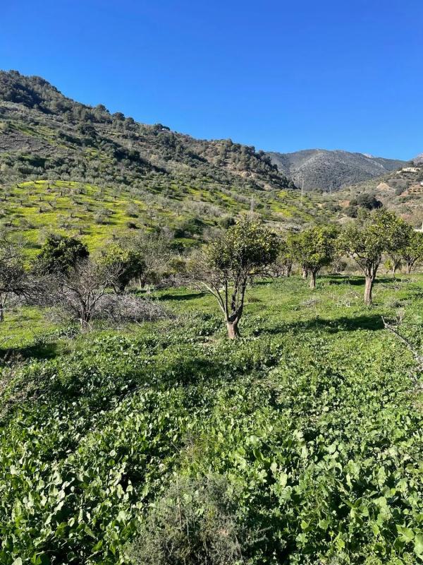 Terreno en venta en Alozaina, Malaga photo 5