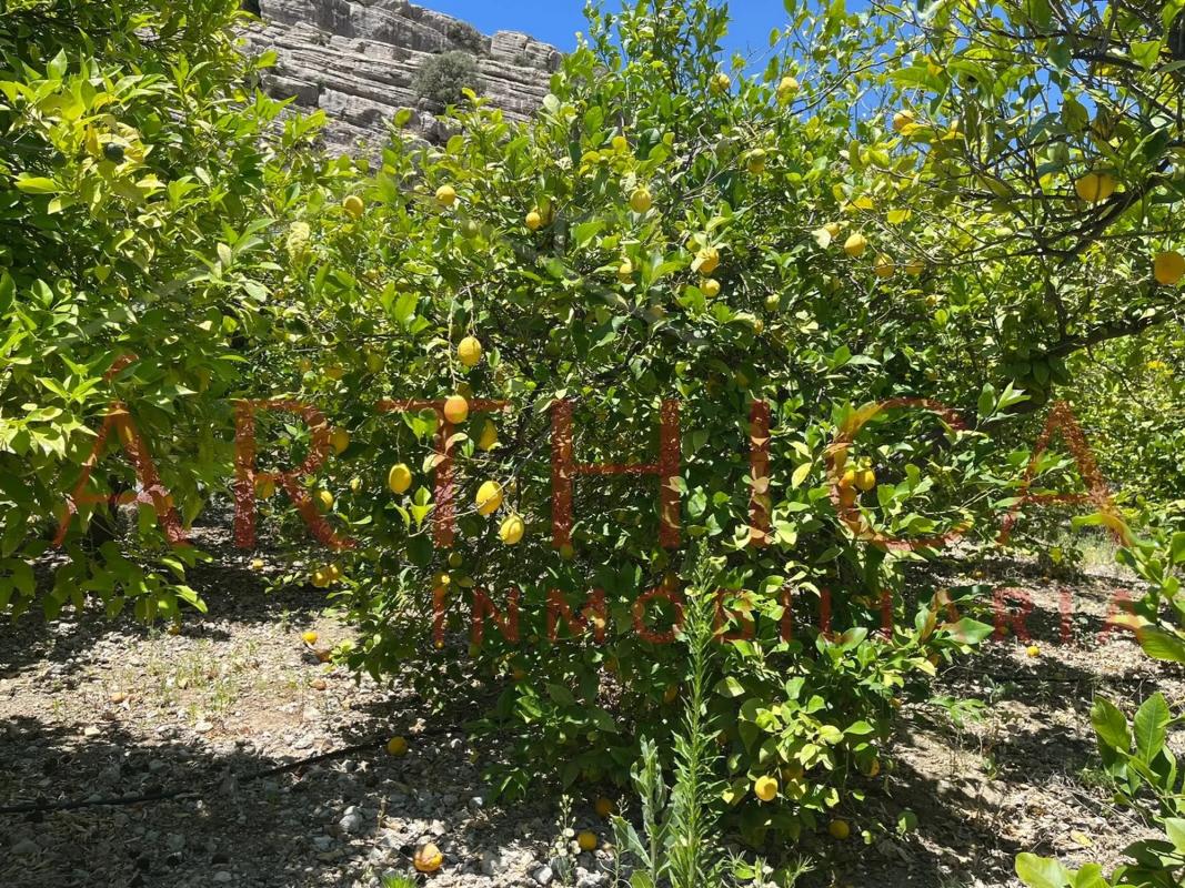 Terreno en venta en Valle de Abdalajís, Malaga photo 4