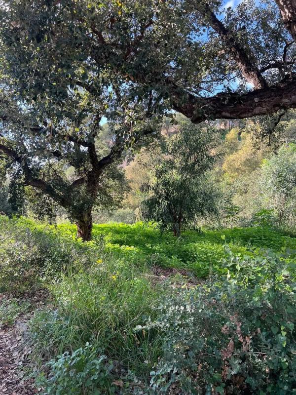 Terreno en venta en Marbella, Malaga photo 3
