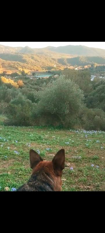 Działka na sprzedaż w Cortes de la Frontera, Malaga photo 4