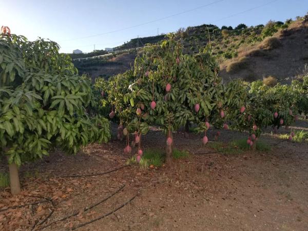 Terreno en calle n-340 s/n photo 4