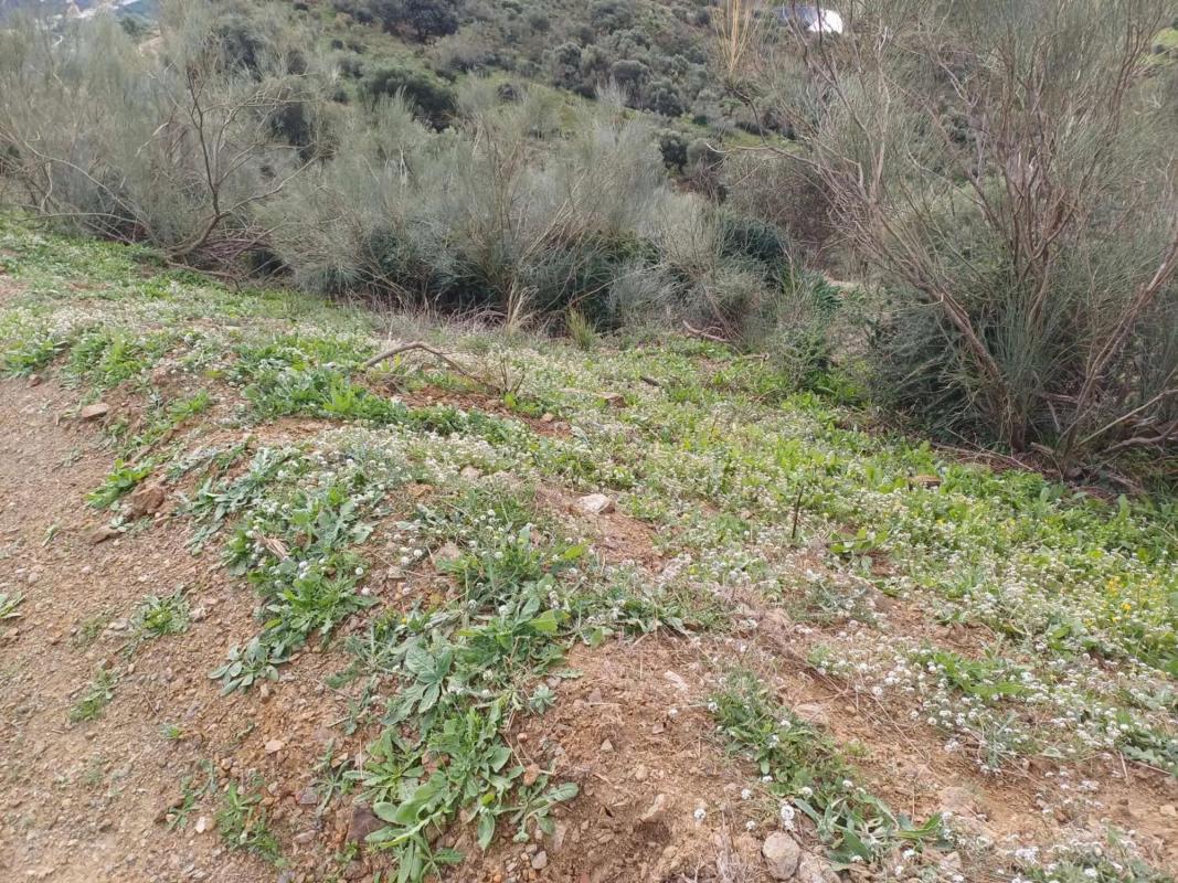 Terreno en venta en Macharaviaya, Malaga photo 4