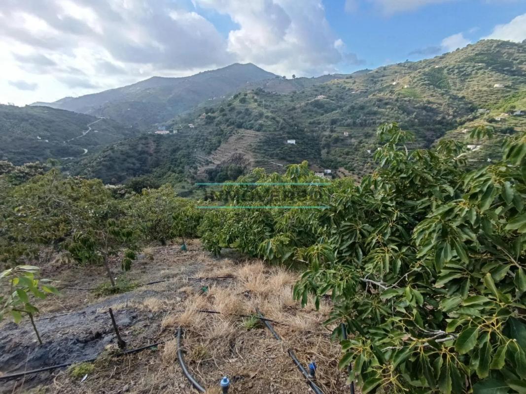 Terreno en venta en Sayalonga, Malaga photo 1