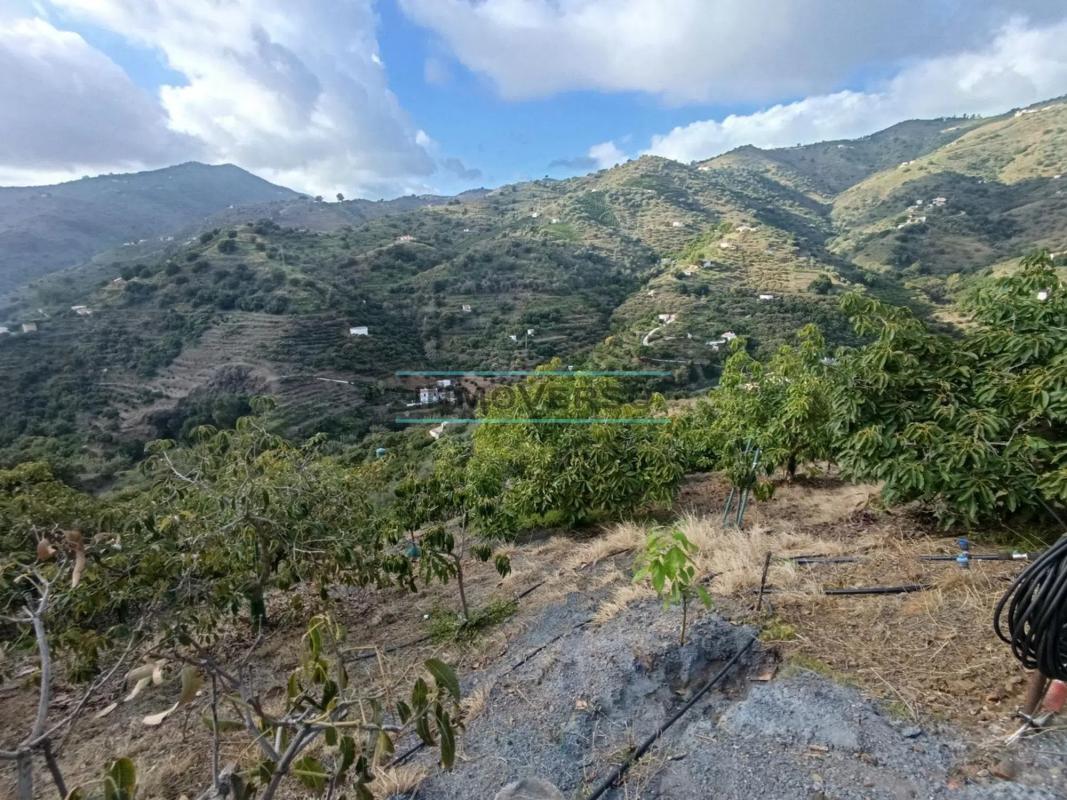 Terreno en venta en Sayalonga, Malaga photo 3