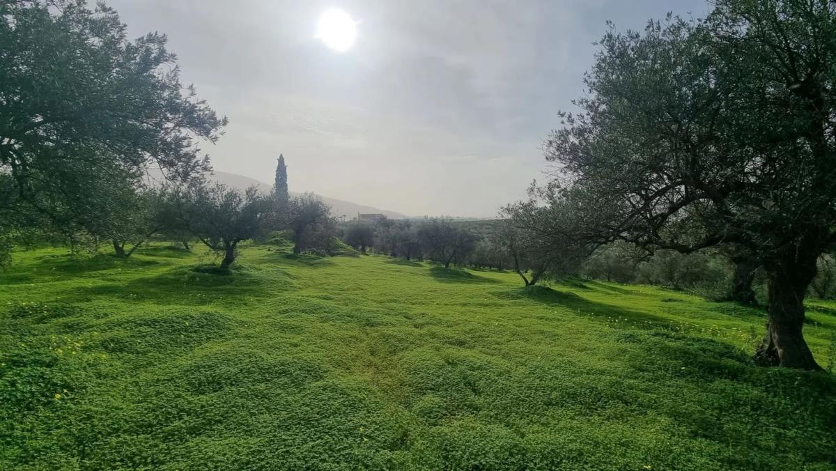 Terreno en venta en Alhaurín el Grande, Malaga photo 5