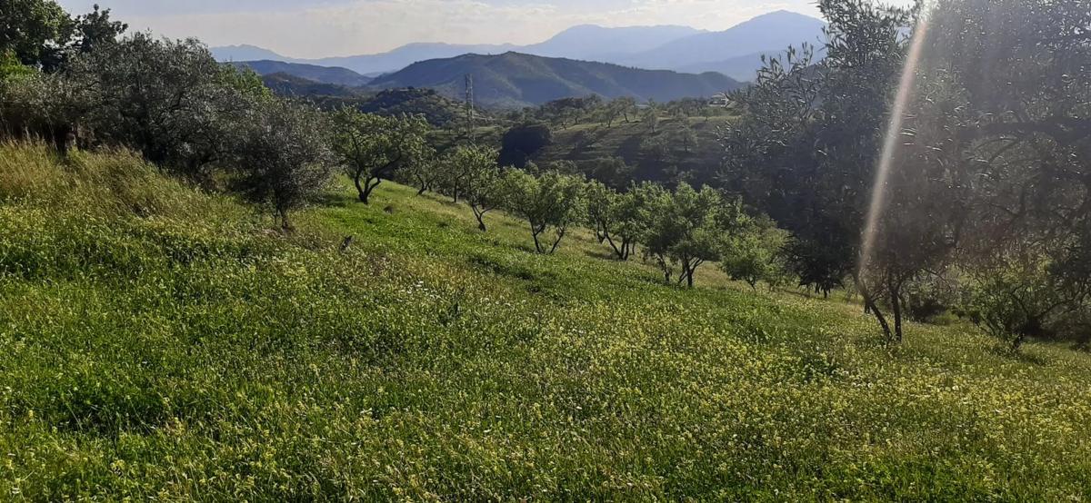 Участок земли на продажу в Алора, Малага photo 3