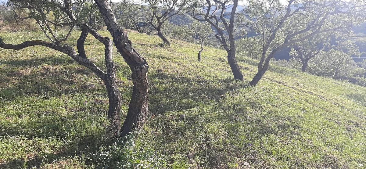 Участок земли на продажу в Алора, Малага photo 5
